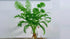 Ludwigia Repens Super Red Mini – Live Freshwater Aquarium Plant product photo