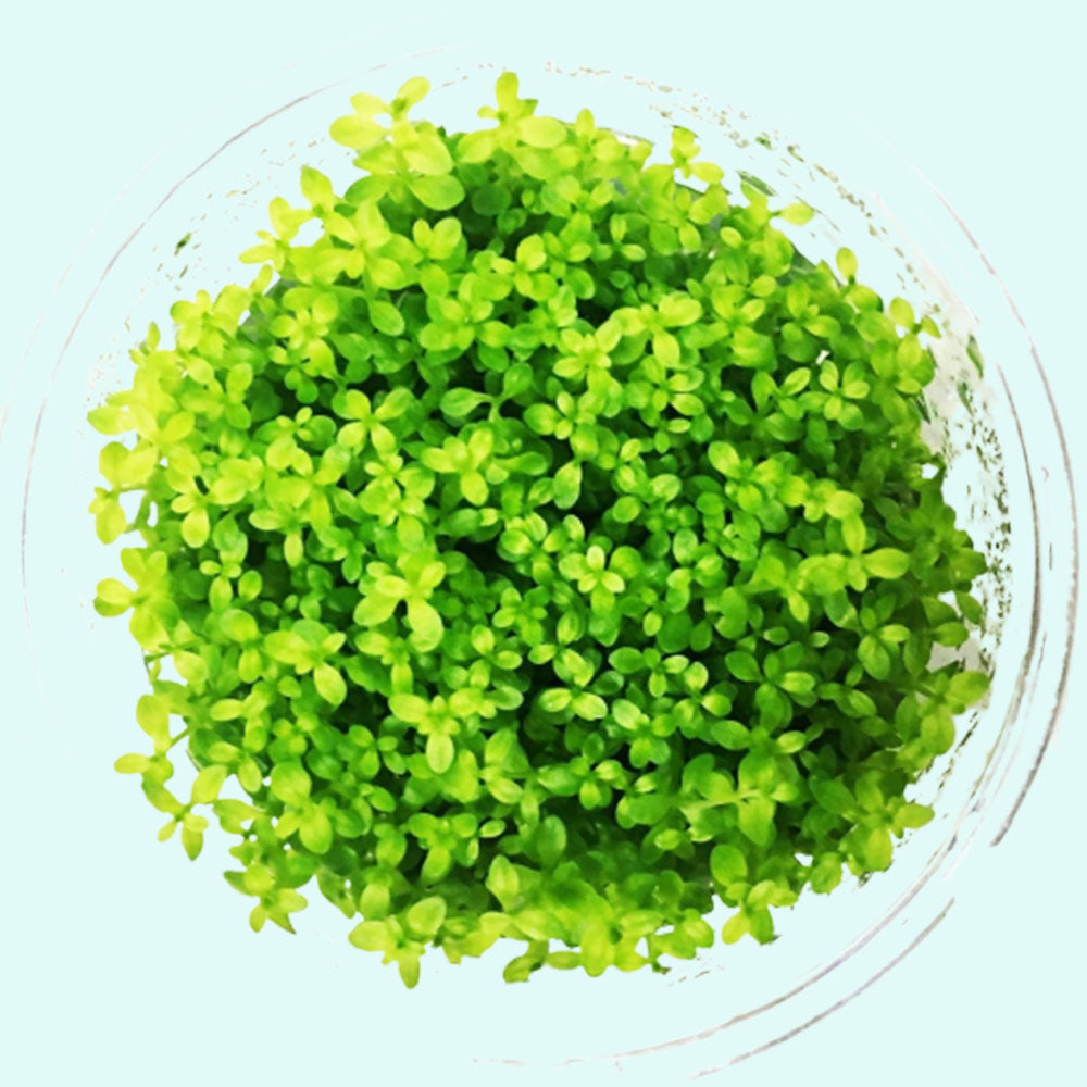 (Pearl Weed) Hemianthus Micranthemoides