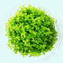 (Pearl Weed) Hemianthus Micranthemoides