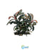 Bucephalandra Kedagang 52 - Image 12