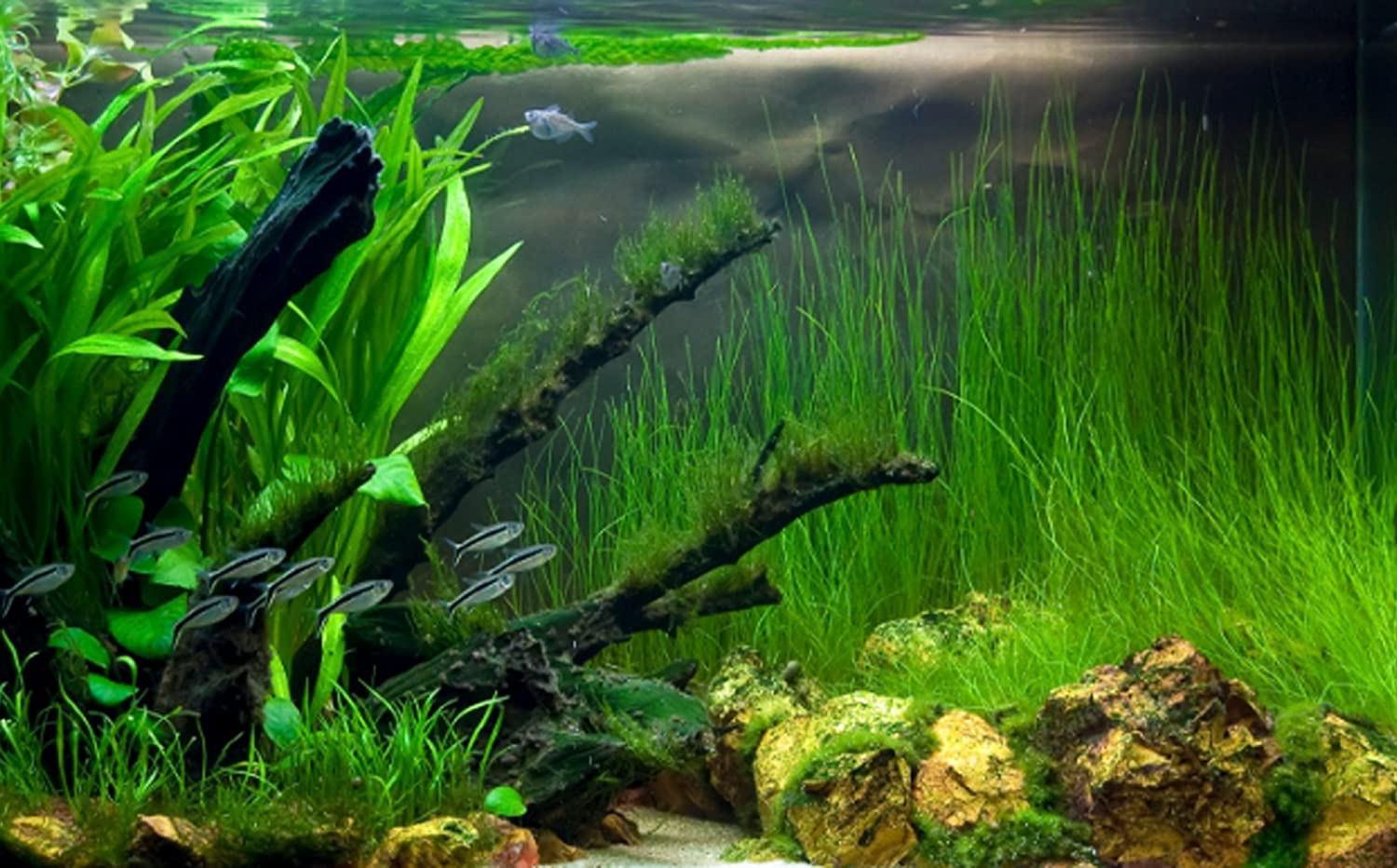 Hairgrass (Eleocharis Vivipara) - Image 10