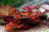 Red Tiger Lotus Lily (Nymphaea Zenderi)