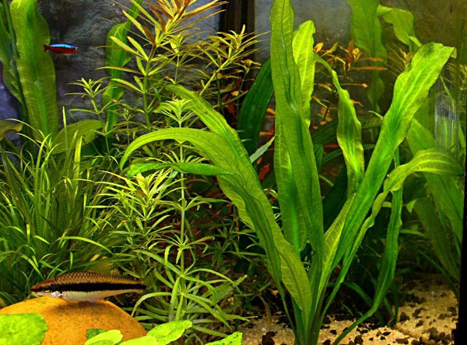 Ruffled Amazon Sword Echinodorus Martii freshwater aquatic plant