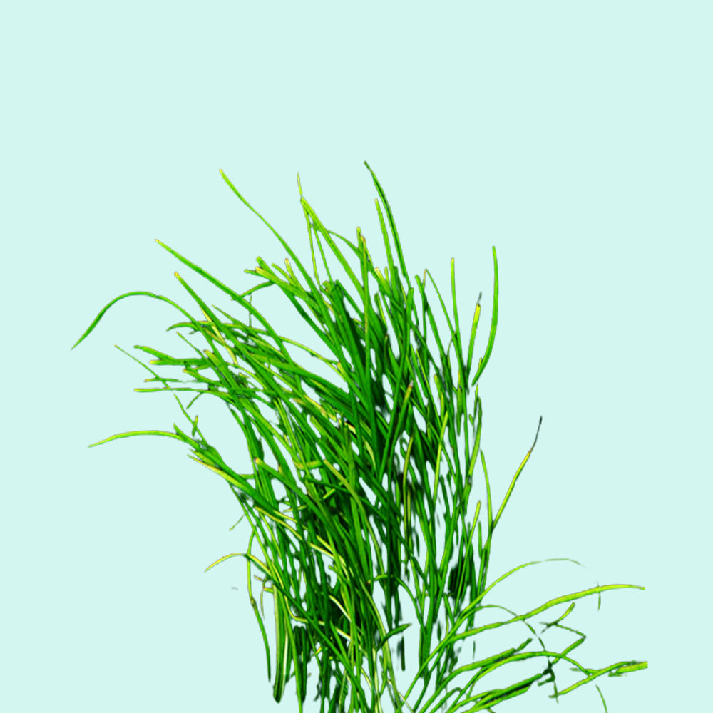 Micro Sword NarrowLeaf (Lilaeopsis Zelandiae) aquatic plant for planted tank