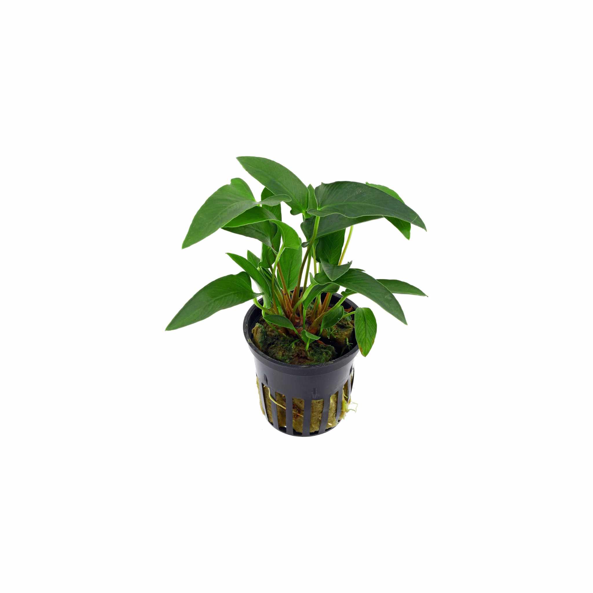 Anubias Barteri (Gracilis) live plant specimen