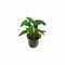 Anubias Barteri (Gracilis) live plant specimen