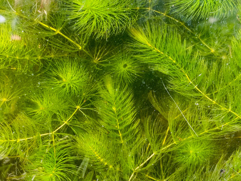 Hornwort Bunch 3-5 Stems product photo