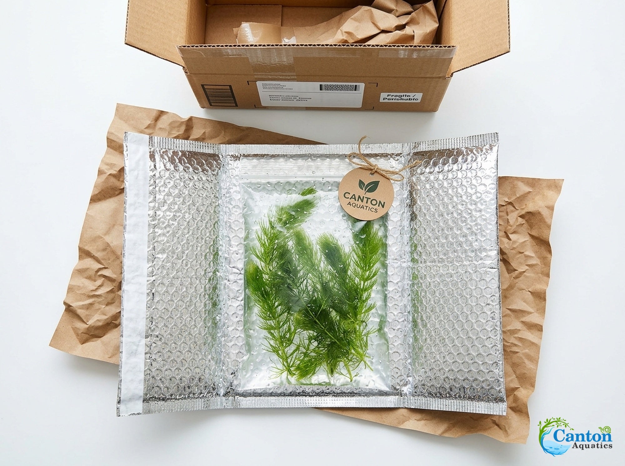 Hornwort Bunch 3-5 Stems in freshwater aquarium