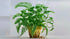 Ludwigia Repens Super Red Mini size and color reference
