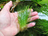 Hairgrass (Eleocharis Vivipara) - Image 6