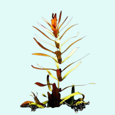 Nesaea Pedicellata (Golden) Bunch