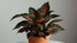 Aglaonema Queen Red Valentine