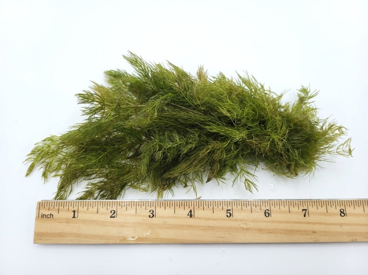 Hornwort Bunch size and color reference
