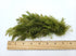 Hornwort Bunch size and color reference