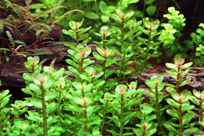 Rotala Indica Potted 2"