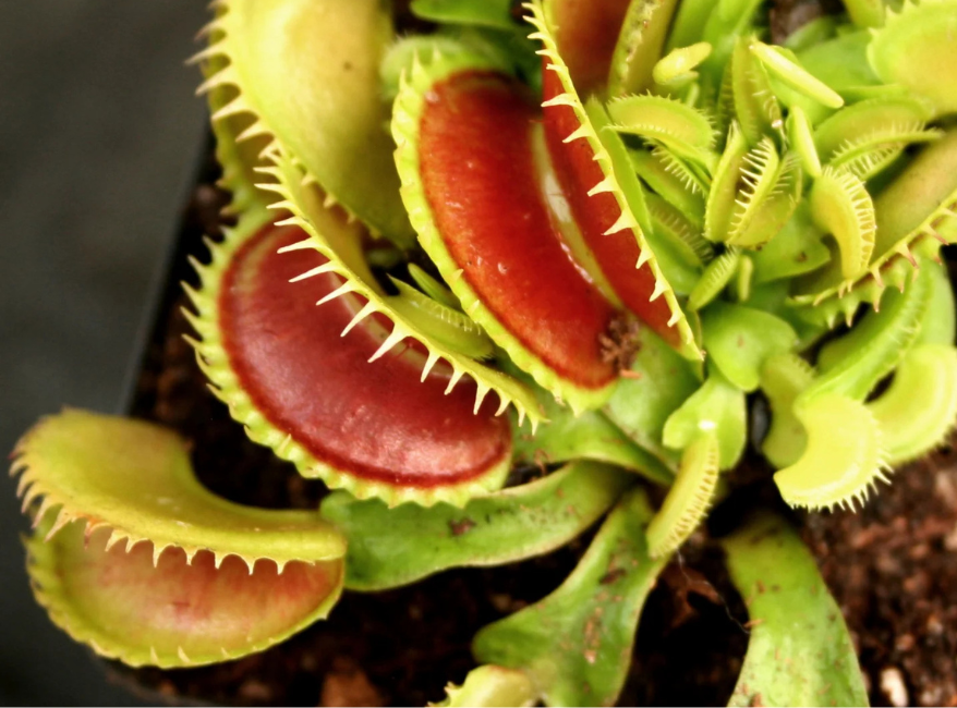 Venus Flytrap ‘Dente’ aquatic plant for planted tank