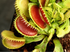 Venus Flytrap ‘Dente’ aquatic plant for planted tank
