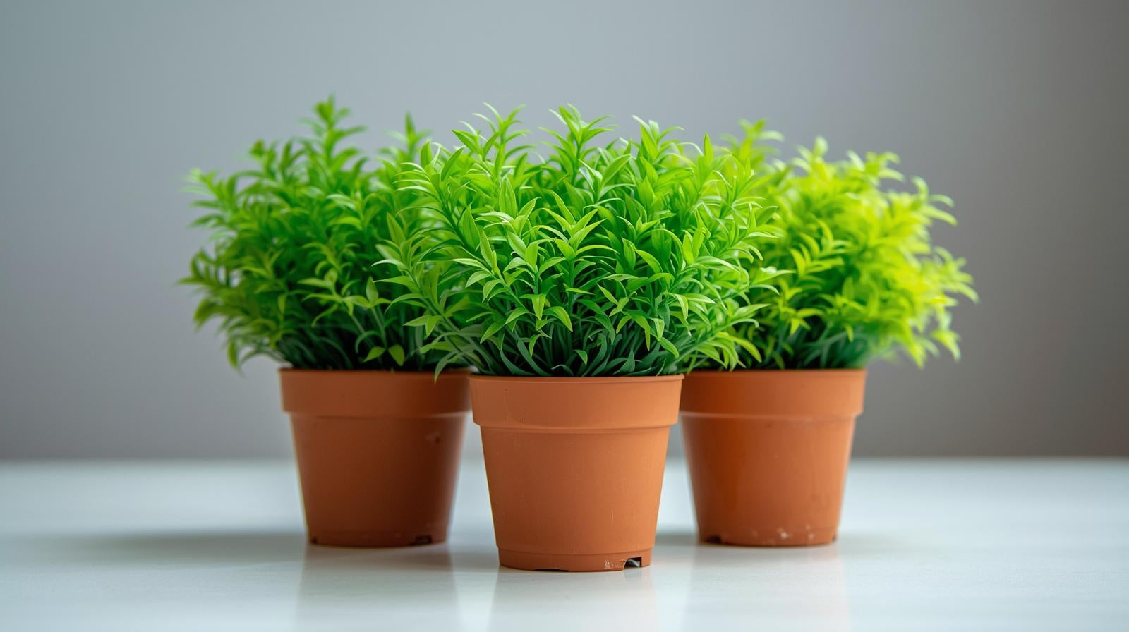 Aquarium Foreground Plant Bundle - Image 8 of 11