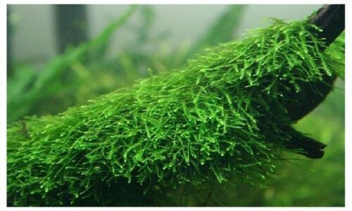 5 Java Moss Portions Live Aquarium Plant Taxiphyllum Barbieri BUY 2 GET 1 FREE