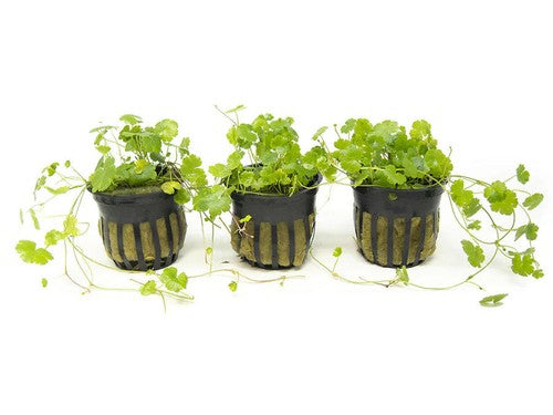 Dwarf PennyWort Japan Hydrocotyle Potted Live Aquarium Plants aquatic plant for planted tank