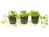 Dwarf PennyWort Japan Hydrocotyle Potted Live Aquarium Plants aquatic plant for planted tank