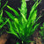 Java Fern Microsorum