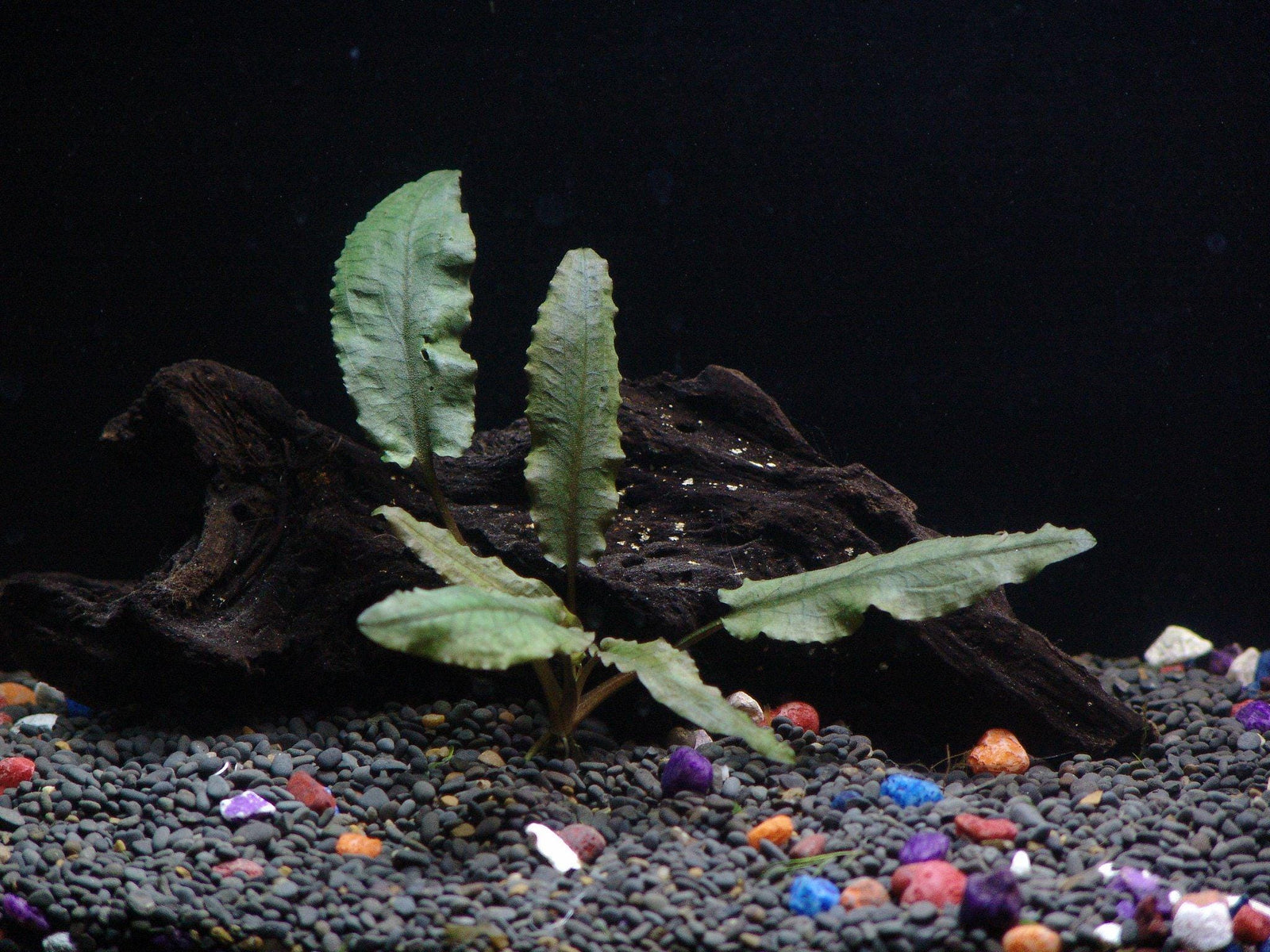 Florida Aquatic Plant Bundle