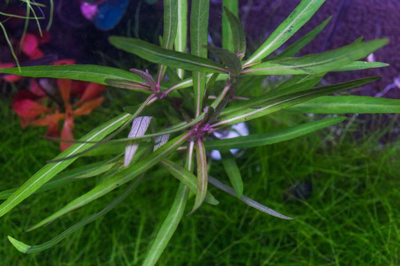 Hygrophila Corymbosa Var. N plant care and growth