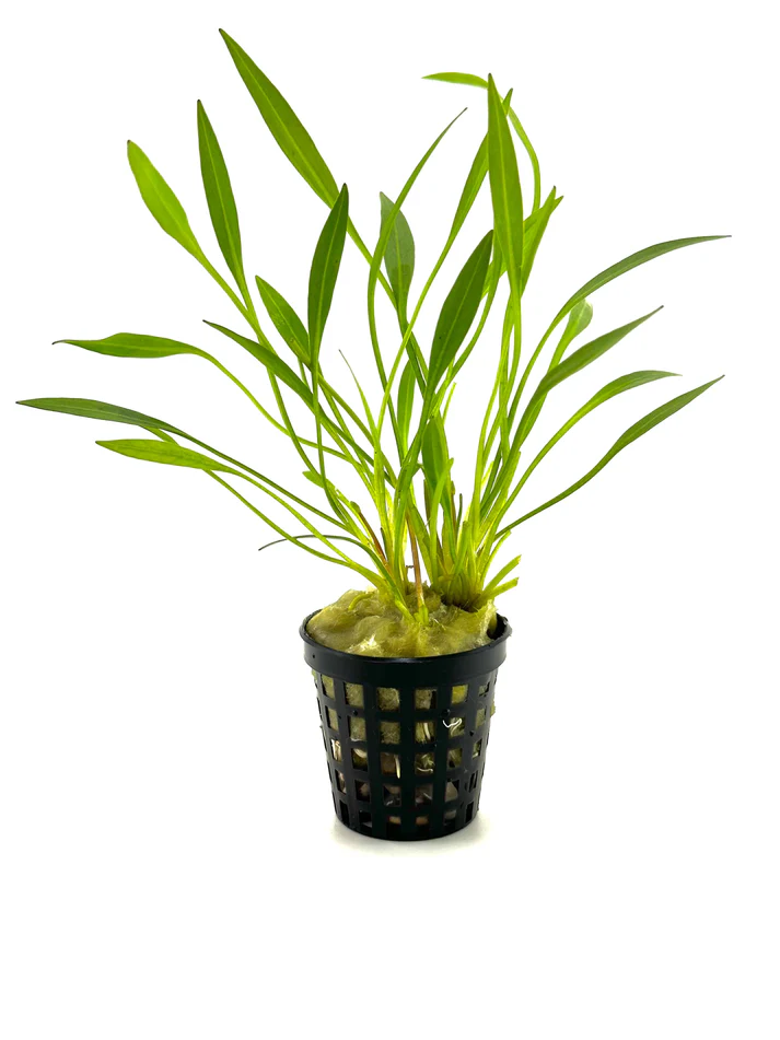 Chain Sword Narrow Leaf Hellanthium Bolivianum aquatic plant for planted tank