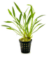 Chain Sword Narrow Leaf Hellanthium Bolivianum aquatic plant for planted tank