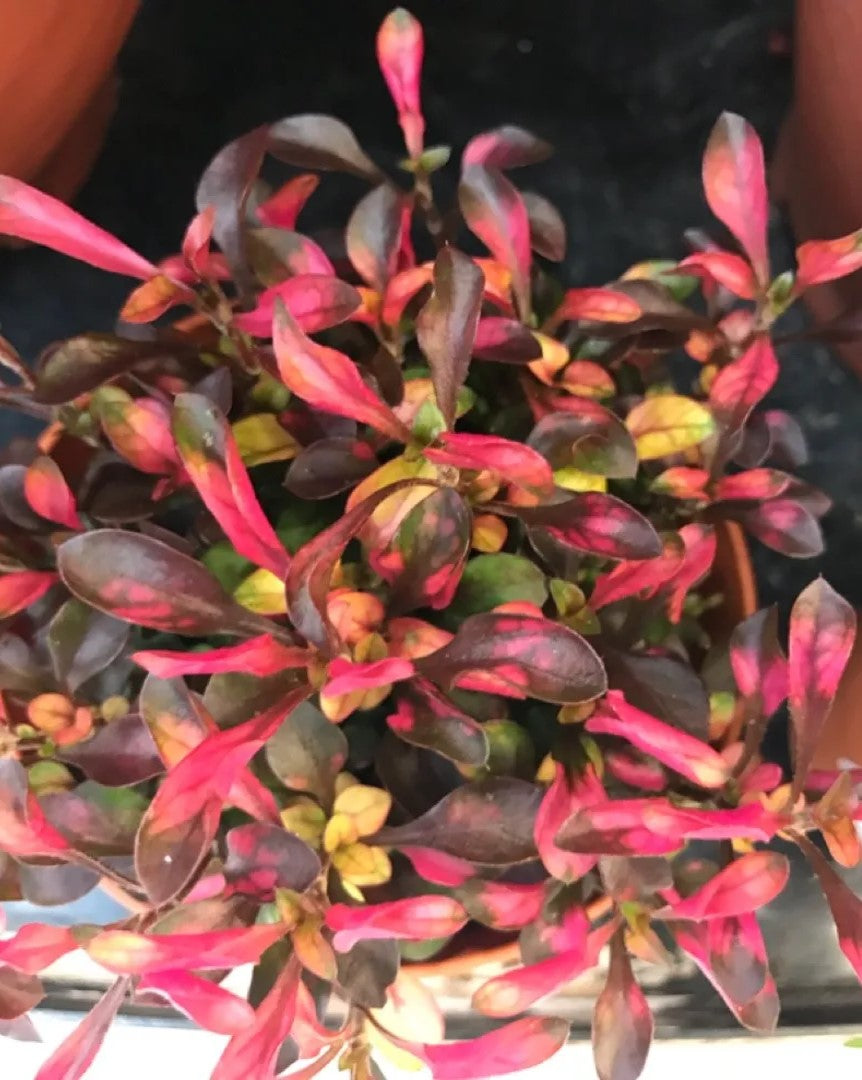 Joseph’s Coat “Multi-Color Hedge” (Alternathera sp.) healthy growth example