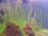 Hairgrass (Eleocharis Vivipara) - Image 7