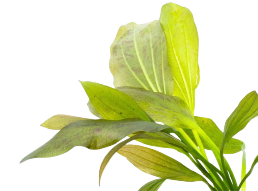Medium Green Ozelot Sword (Echinodorus) – Live Aquarium Plant BUY 2 GET 1 FREE