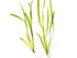 18 Plant Pack Valisnaria Vals Live Aquarium Plants