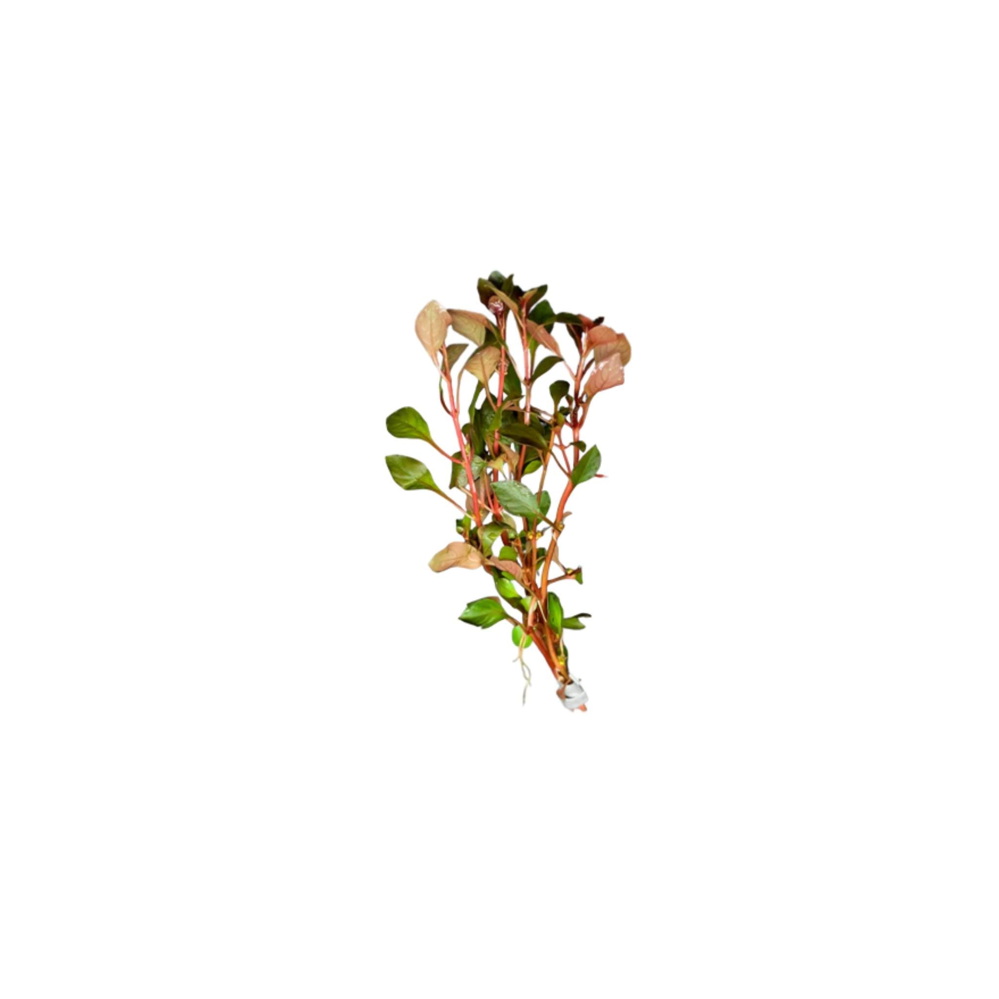 Ludwigia Repens Super Red Mini – Live Freshwater Aquarium Plant