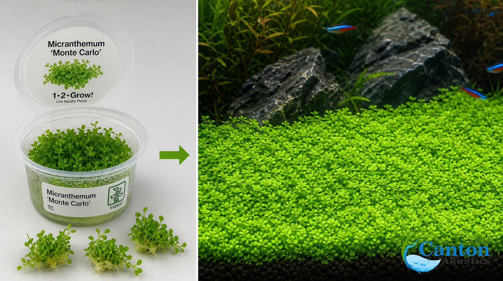 Micranthemum Monte Carlo Tissue Culture Aquarium Plant In Vitro Pest Free - Additional angle 2