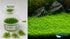 Micranthemum Monte Carlo Tissue Culture Aquarium Plant In Vitro Pest Free - Additional angle 2