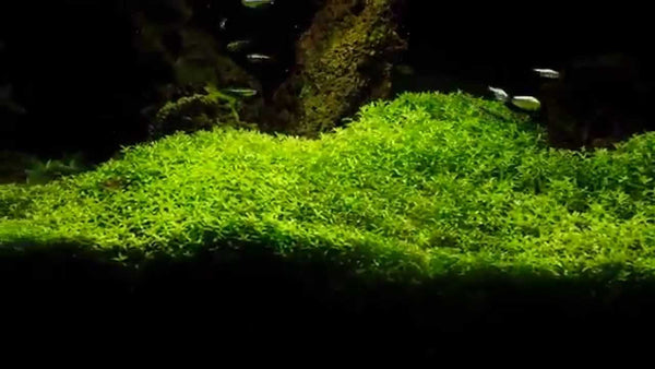(Pearl Weed) Hemianthus Micranthemoides