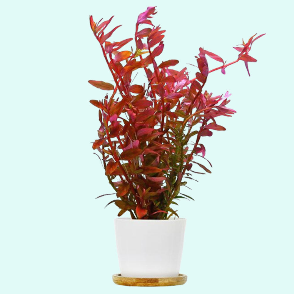 Rotala Indica - Live Aquarium Plant from Canton Aquatics