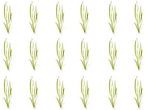 18 Plant Pack Valisnaria Vals Live Aquarium Plants