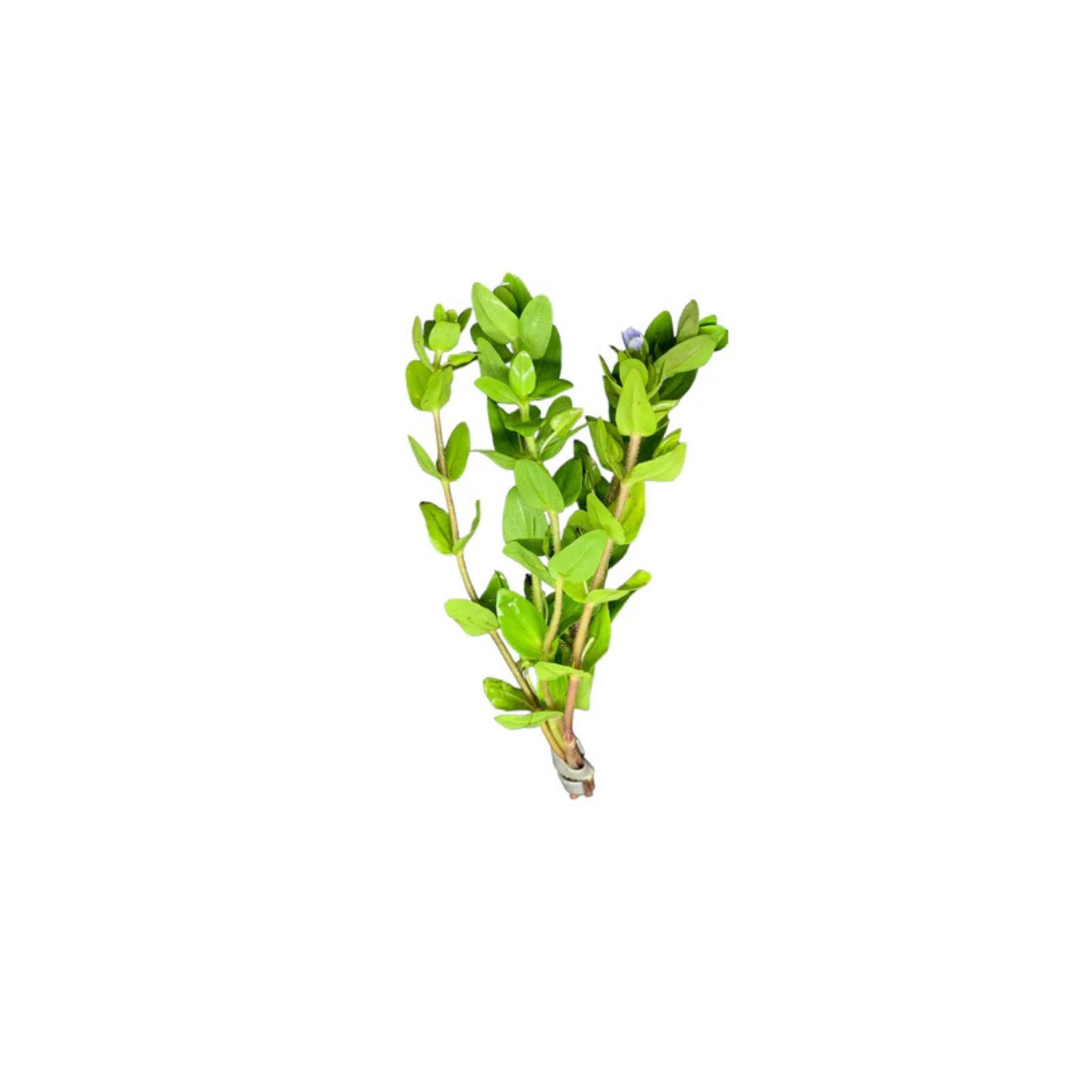 Bacopa Caroliniana close-up detail