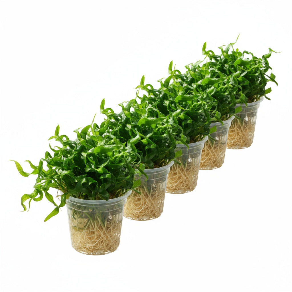 Jungle Valisnaria Asiatica Contortion Bunch bundle