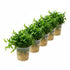 Jungle Valisnaria Asiatica Contortion Bunch bundle