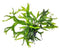 Java Fern Microsorum "Thors Hammer"