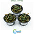 Bucephalandra Kedagang 52 - Image 16