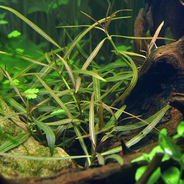 Hygrophila Corymbosa Var. N live plant specimen