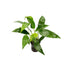 Anubias Frazeri