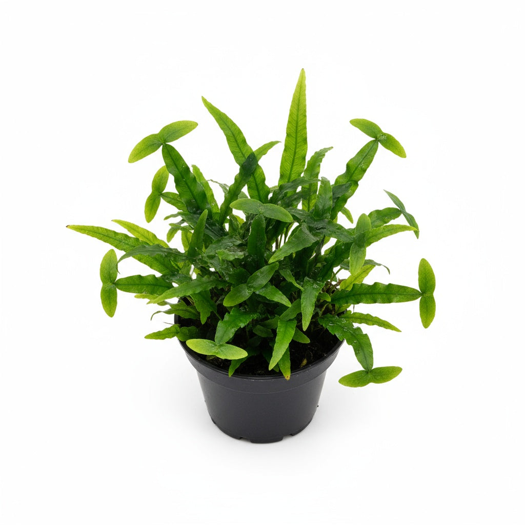 Java Fern Microsorum 
