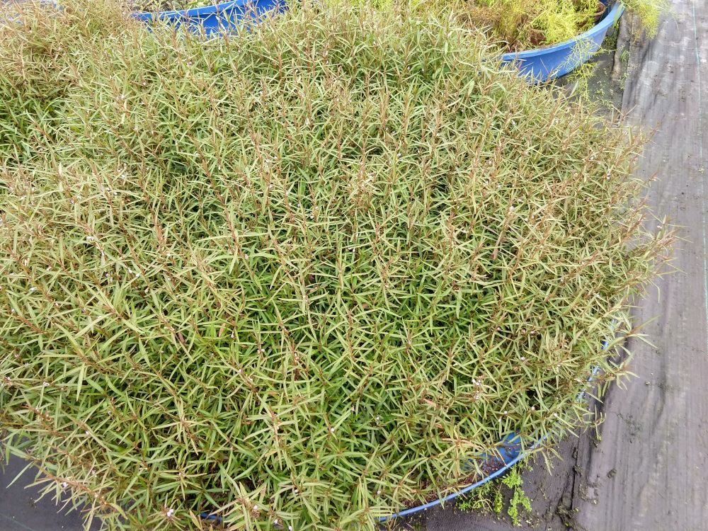Hygrophila Corymbosa Var. N product photo