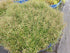 Hygrophila Corymbosa Var. N product photo